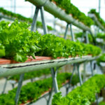 Vertical Farming Market to Grow at a CAGR of 19.5% during 2022-2028 Vertical Farming Market