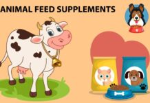 India Animal Feed Supplement Market to Grow at a CAGR of 13% during 2022-2028 Animal Feed Supplement