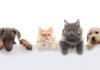 Europe Pet Insurance Market