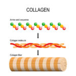 Collagen Market