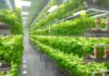 Saudi Arabia Vertical Farming Market Flourishing at Robust 26.7% CAGR during Forecast Period Saudi Arabia Vertical Farming Market