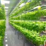 Saudi Arabia Vertical Farming Market