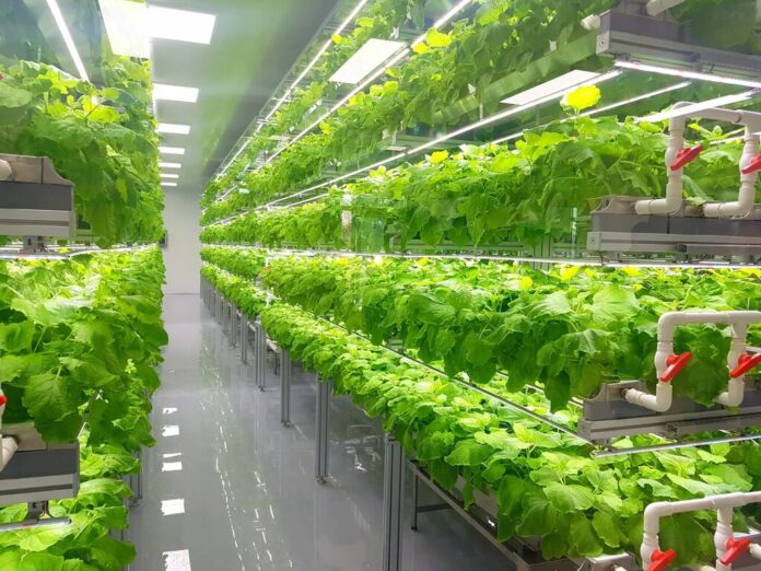 Saudi Arabia Vertical Farming Market