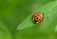 Global Biological Control Agents Market Size More Than Doubles to Reach USD 11.48 Billion by 2028 Biological Control Agents Market