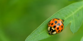 Global Biological Control Agents Market Size More Than Doubles to Reach USD 11.48 Billion by 2028 Biological Control Agents Market