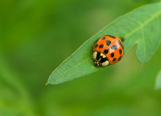 Global Biological Control Agents Market Size More Than Doubles to Reach USD 11.48 Billion by 2028 Biological Control Agents Market