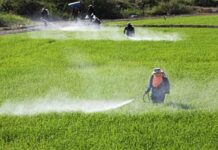 India Crop Protection Chemicals Market to Expand at Steady CAGR of 4.8% During 2023–2029 India Crop Protection Chemicals Market