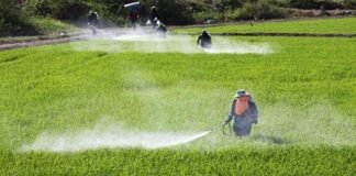 India Crop Protection Chemicals Market to Expand at Steady CAGR of 4.8% During 2023–2029 India Crop Protection Chemicals Market