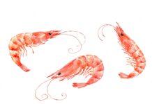 Saudi Arabia Shrimp Market Size to Grow at a Steady CAGR of 5.4% during 2022–2028 Saudi Arabia Shrimp Market