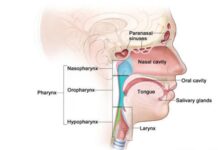 Head and Neck Cancer Therapeutics Market to Grow at a CAGR of 12.6% 2022-2028 Head and Neck Cancer Therapeutics Market Demand, Head and Neck Cancer Therapeutics Market Forecast, Head and Neck Cancer Therapeutics Market Growth, Head and Neck Cancer Therapeutics Market Report, Head and Neck Cancer Therapeutics Market Share, Head and Neck Cancer Therapeutics Market Size, Head and Neck Cancer Therapeutics Market Trend