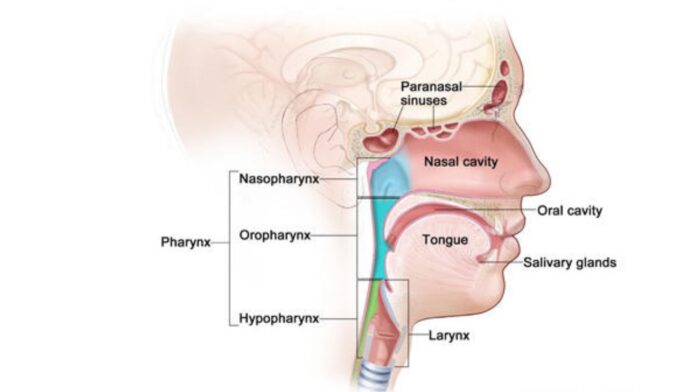 Head and Neck Cancer Therapeutics Market Demand, Head and Neck Cancer Therapeutics Market Forecast, Head and Neck Cancer Therapeutics Market Growth, Head and Neck Cancer Therapeutics Market Report, Head and Neck Cancer Therapeutics Market Share, Head and Neck Cancer Therapeutics Market Size, Head and Neck Cancer Therapeutics Market Trend