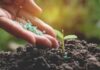 Global Biofertilizers Market is Forecast to Grow at a CAGR of 11.70% in the Forecast Period Biofertilizers Market