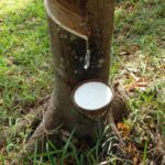 Rubber Market