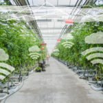 Middle East & Africa Smart Greenhouse Market