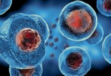 Regenerative Medicine Market Size Booming to Reach USD 73.5 Billion by 2029 Regenerative Medicine