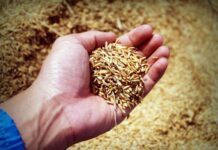 Thailand Grain Analysis Market Size Grow at Steady Rate to To Reach USD 96.5 Million by 2029 Thailand Grain Analysis Market