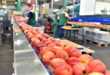 UAE Fruits and Vegetables Processing Market Set to Expand at High CAGR of ~10% During 2023–2029 UAE Fruits and Vegetables Processing Market