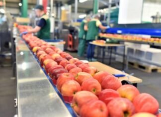 UAE Fruits and Vegetables Processing Market Set to Expand at High CAGR of ~10% During 2023–2029 UAE Fruits and Vegetables Processing Market