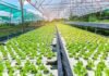 United Kingdom Hydroponics Market Size Set to Grow at Steady CAGR of 6.24% United Kingdom Hydroponics Market