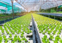 United Kingdom Hydroponics Market Size Set to Grow at Steady CAGR of 6.24% United Kingdom Hydroponics Market