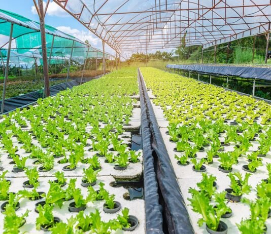 United Kingdom Hydroponics Market Size Set to Grow at Steady CAGR of 6.24% United Kingdom Hydroponics Market