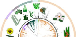 India Plant Genomics Market Size Set to Expand at CAGR 7% During 2023–2029 India Plant Genomics Market
