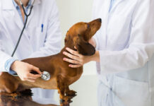 Companion Animal Pharmaceuticals Market Size Set to Touch USD 45.12 Billion by 2029 Companion Animal Pharmaceuticals Market