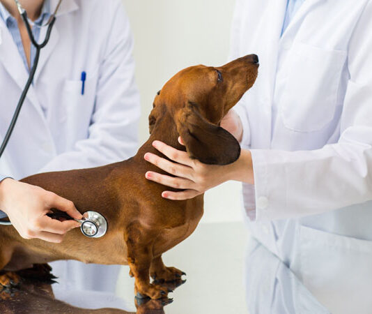 Companion Animal Pharmaceuticals Market Size Set to Touch USD 45.12 Billion by 2029 Companion Animal Pharmaceuticals Market