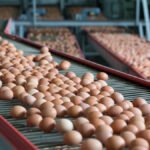 Global Egg Processing Market Size Set to Touch USD 31.56 Billion by 2029 Egg Processing Market