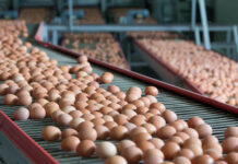 Global Egg Processing Market Size Set to Touch USD 31.56 Billion by 2029 Egg Processing Market