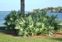 Global Saw Palmetto Market Size Set to Reach USD 1.2 Billion by 2029 Saw Palmetto Market