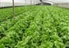 Canada Horticulture Market