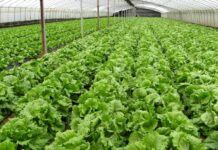 Canada Horticulture Market Size Set to Reach USD 3.17 Billion by 2029 Canada Horticulture Market