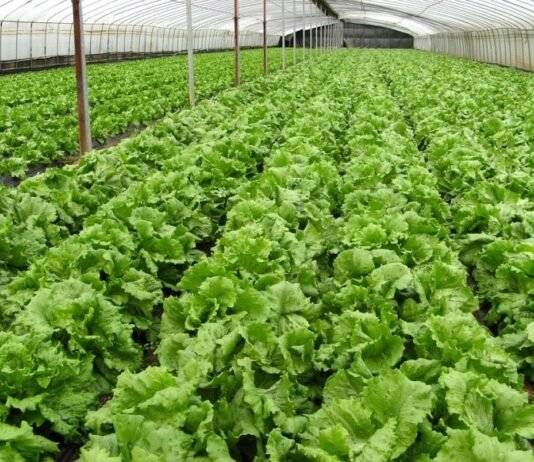 Canada Horticulture Market Size Set to Reach USD 3.17 Billion by 2029 Canada Horticulture Market
