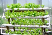 Israel Hydroponics Market Size Set to Reach USD 32.3 by 2029 Israel Hydroponics Market