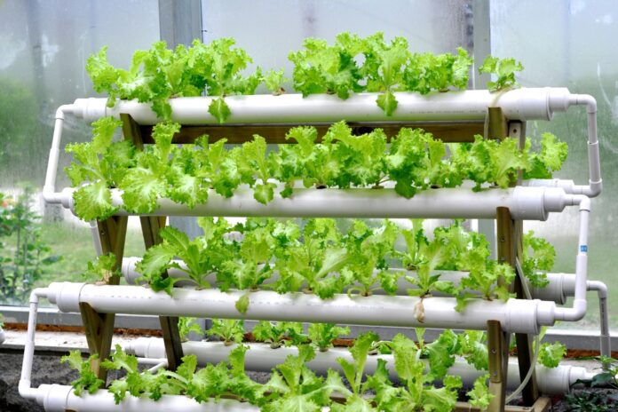 Israel Hydroponics Market