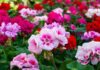 Flowers and Ornamental Plants Market