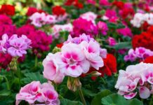 Global Flowers and Ornamental Plants Market grow at a CAGR of 9.2% Flowers and Ornamental Plants Market