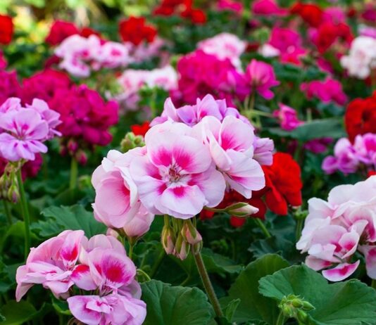 Global Flowers and Ornamental Plants Market grow at a CAGR of 9.2% Flowers and Ornamental Plants Market