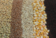 Brazil Animal Feed Market Size Grows at Steady CAGR of 5.67% Brazil Animal Feed Market