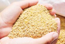 Fermented Feed Ingredients Market Size Set to Grow at Steady CAGR of 4.8% Fermented Feed Ingredients Market