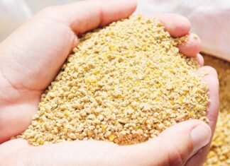 Fermented Feed Ingredients Market Size Set to Grow at Steady CAGR of 4.8% Fermented Feed Ingredients Market