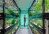 GCC Indoor Farming Market Size Set More Than Doubles at Robust CAGR of 13.1% GCC Indoor Farming Market