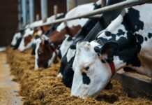 Saudi Arabia Animal Feed Market Size Expands at Healthy CAGR of 5.77% Saudi Arabia Animal Feed Market
