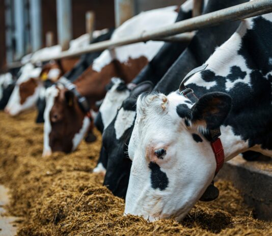 Saudi Arabia Animal Feed Market Size Expands at Healthy CAGR of 5.77% Saudi Arabia Animal Feed Market